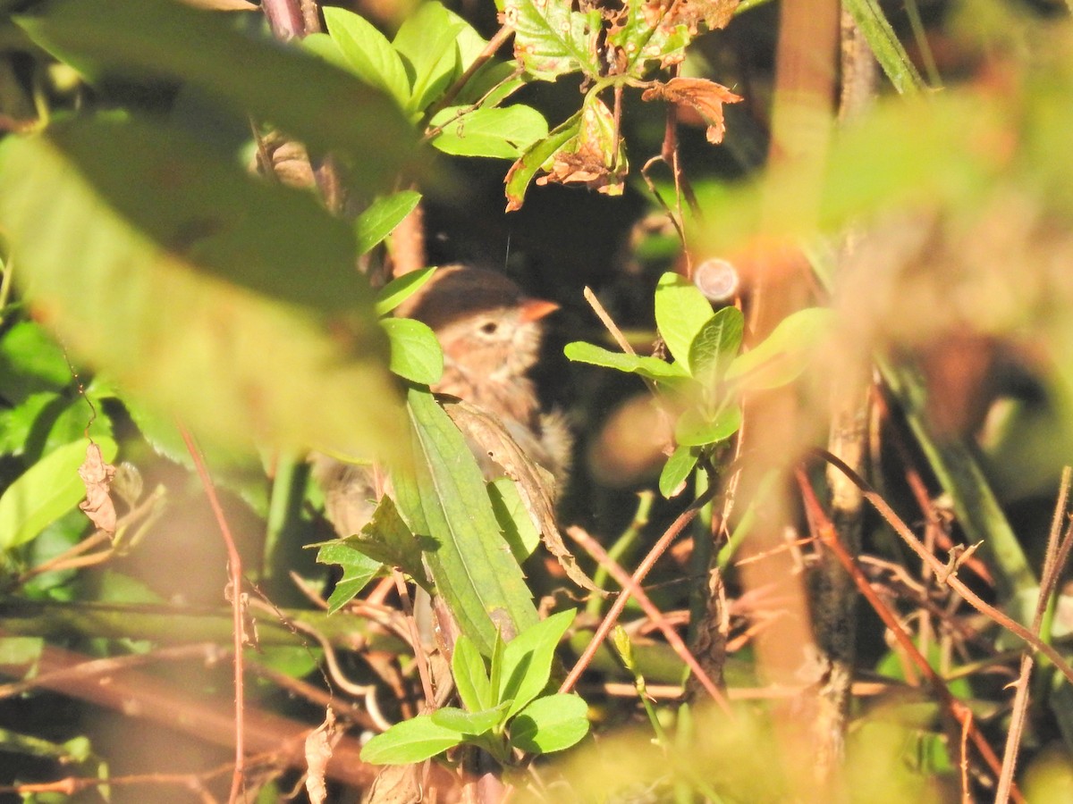 Field Sparrow - ML642817015