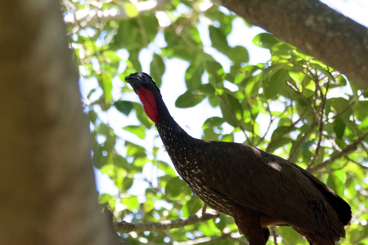 Crested Guan - ML642817016