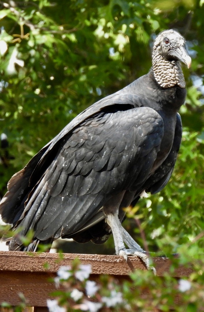 Black Vulture - ML642817019