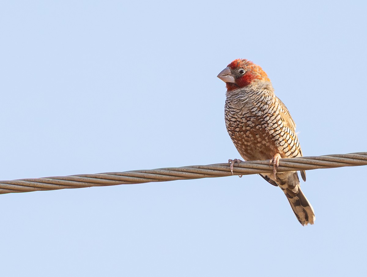 Red-headed Finch - ML642817021