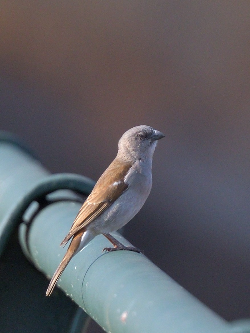 Southern Gray-headed Sparrow - ML642817023