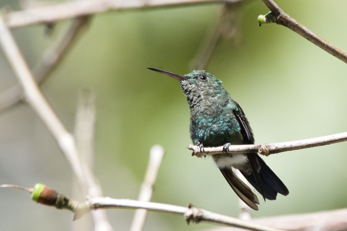 Blue-vented Hummingbird - ML642817024