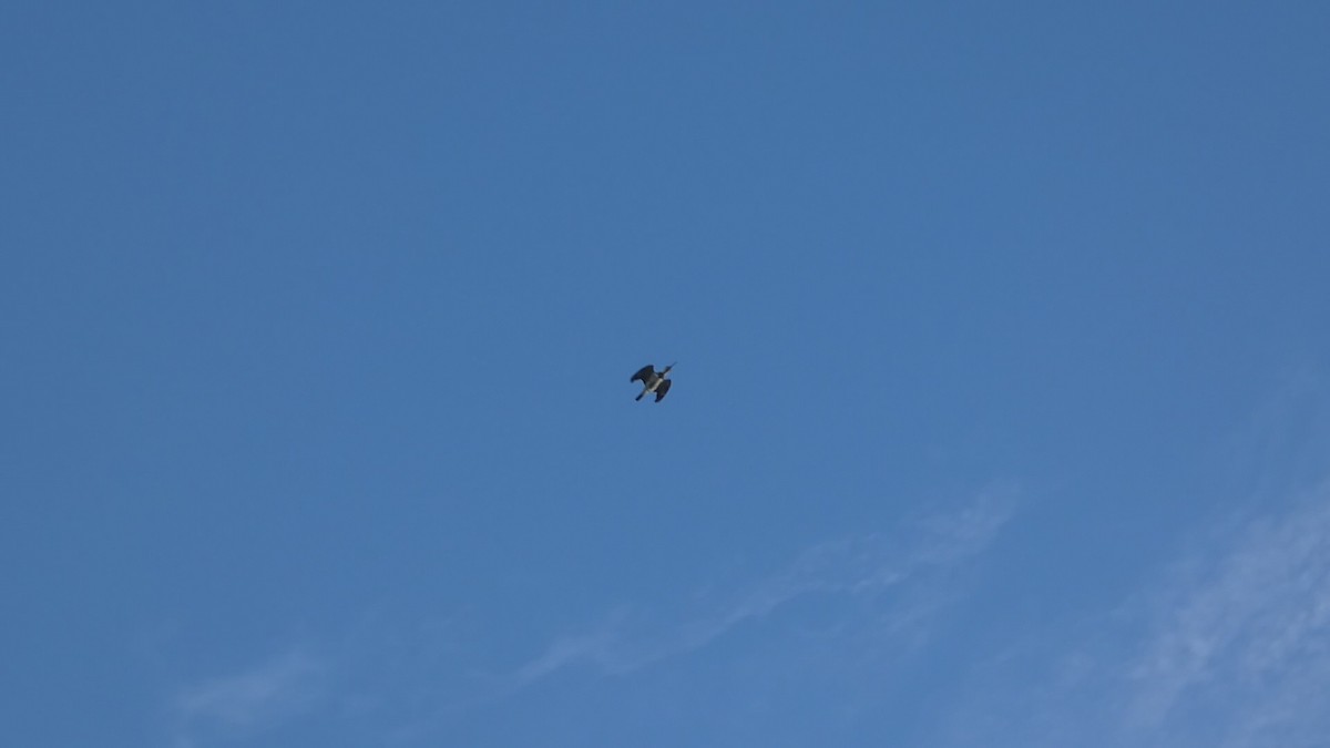 Belted Kingfisher - ML642817029