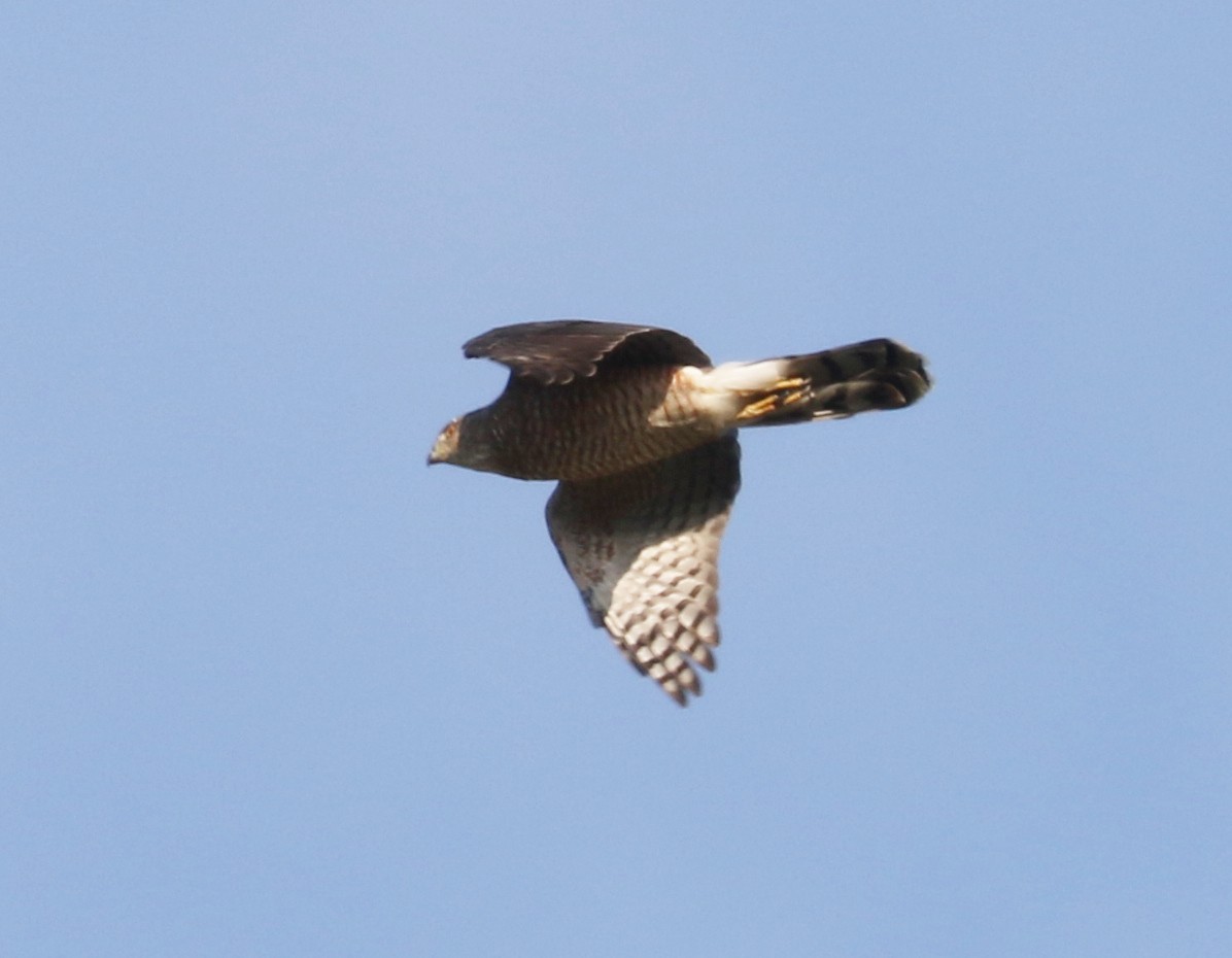 Cooper's Hawk - ML642817031