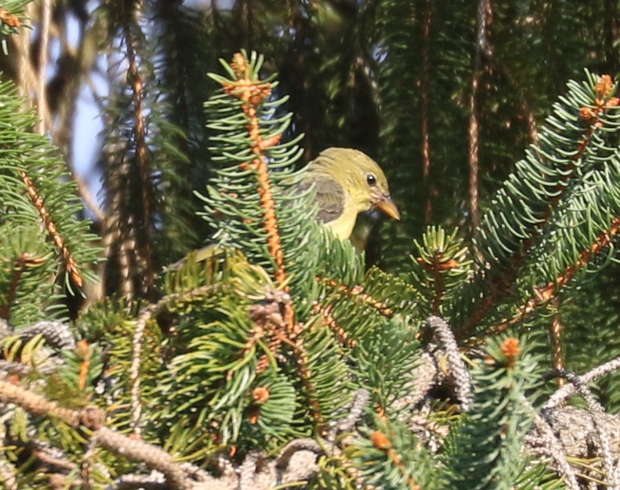 Scarlet Tanager - ML642817034