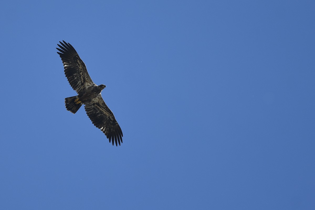 Bald Eagle - ML642817038
