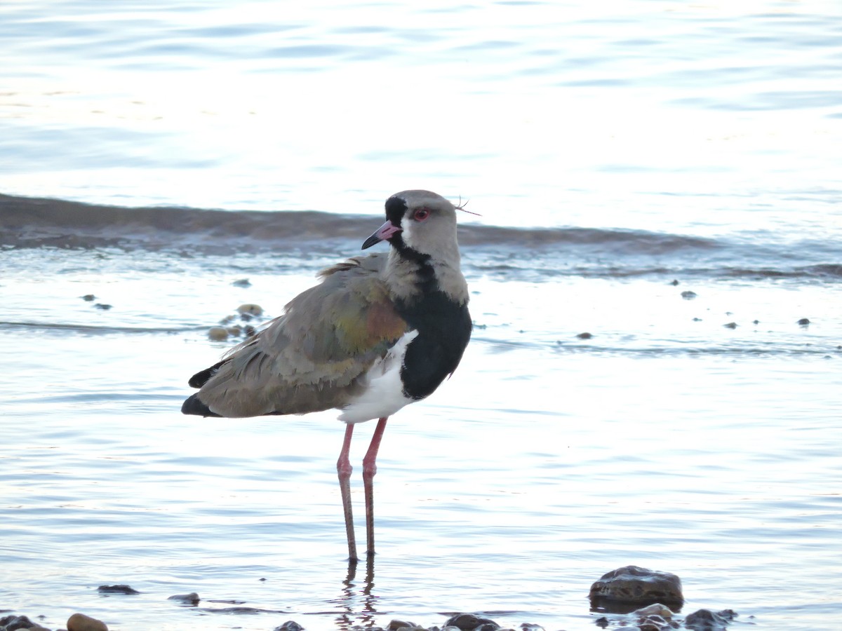 Southern Lapwing - ML642817046