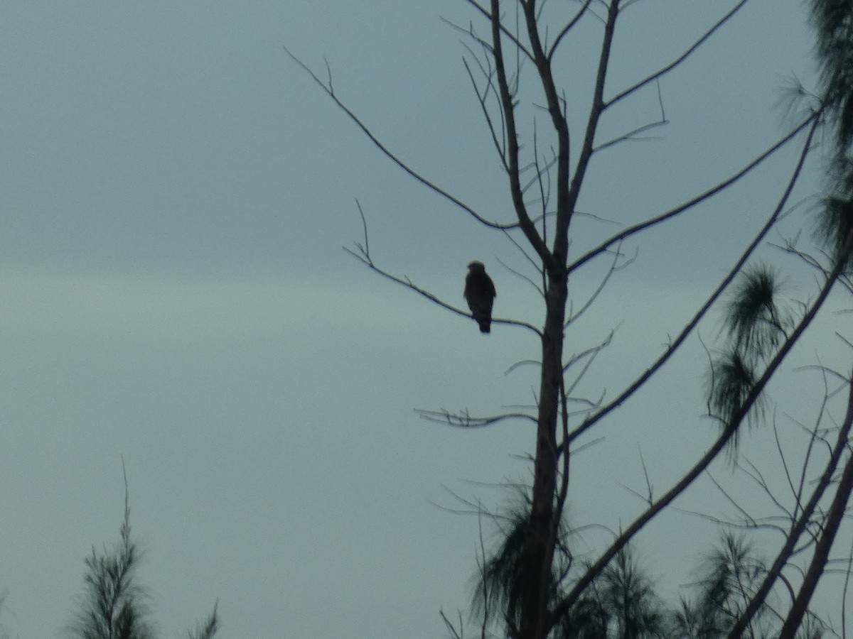 Red-shouldered Hawk - ML642817049