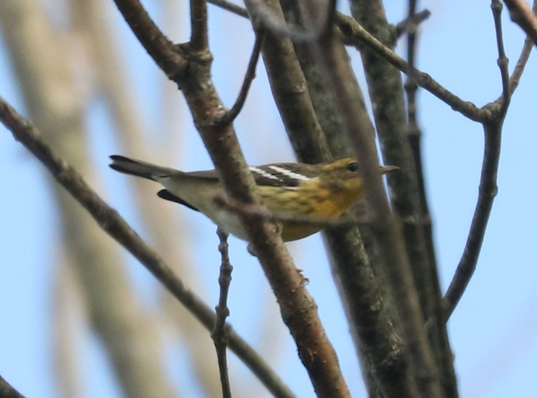 Blackburnian Warbler - ML642817050