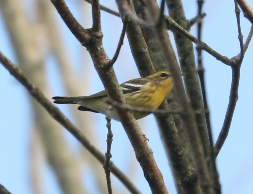 Blackburnian Warbler - ML642817051