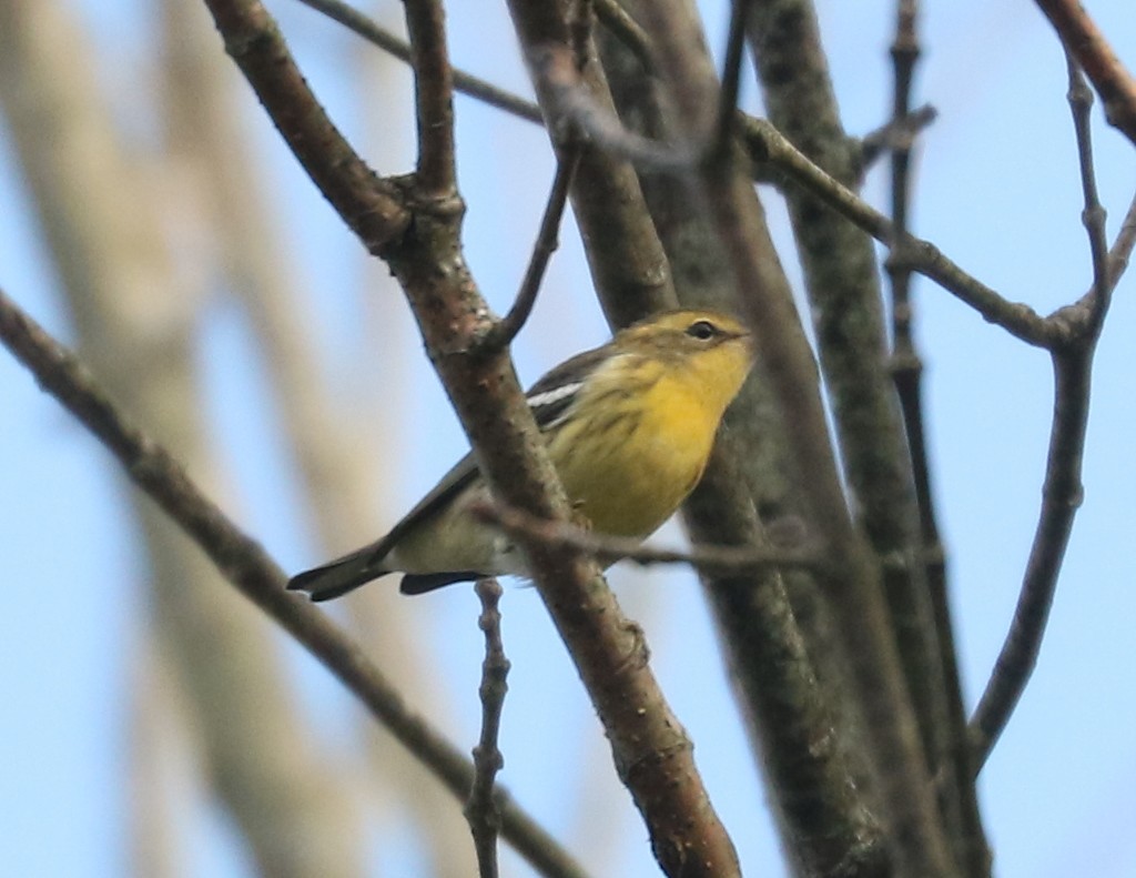 Blackburnian Warbler - ML642817052