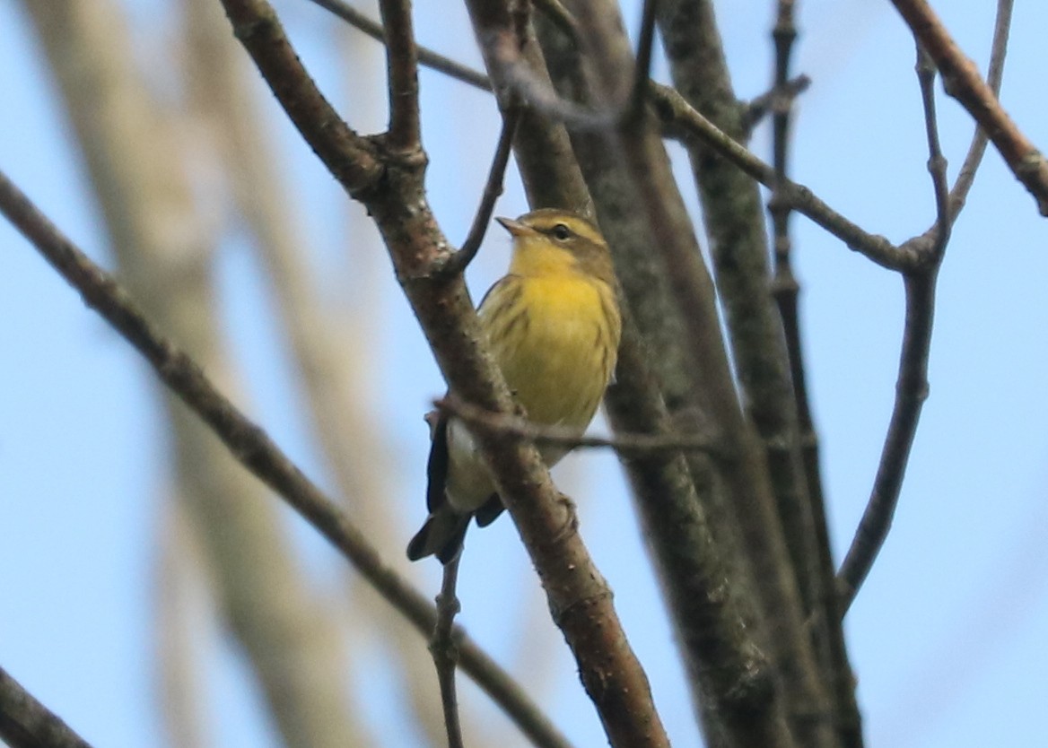 Blackburnian Warbler - ML642817053