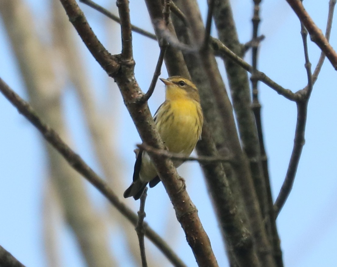 Blackburnian Warbler - ML642817054