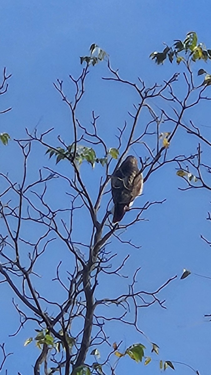 Red-shouldered Hawk - ML642817055