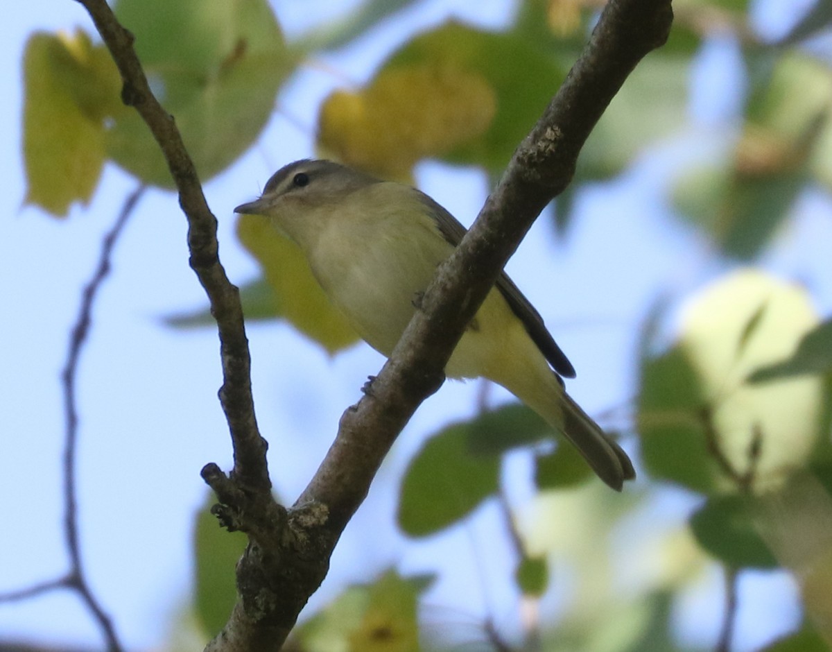 Warbling Vireo - ML642817062