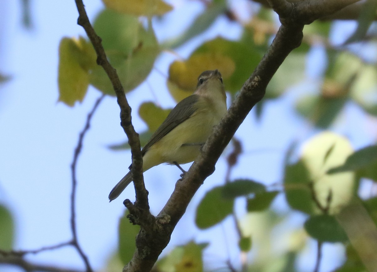 Warbling Vireo - ML642817063