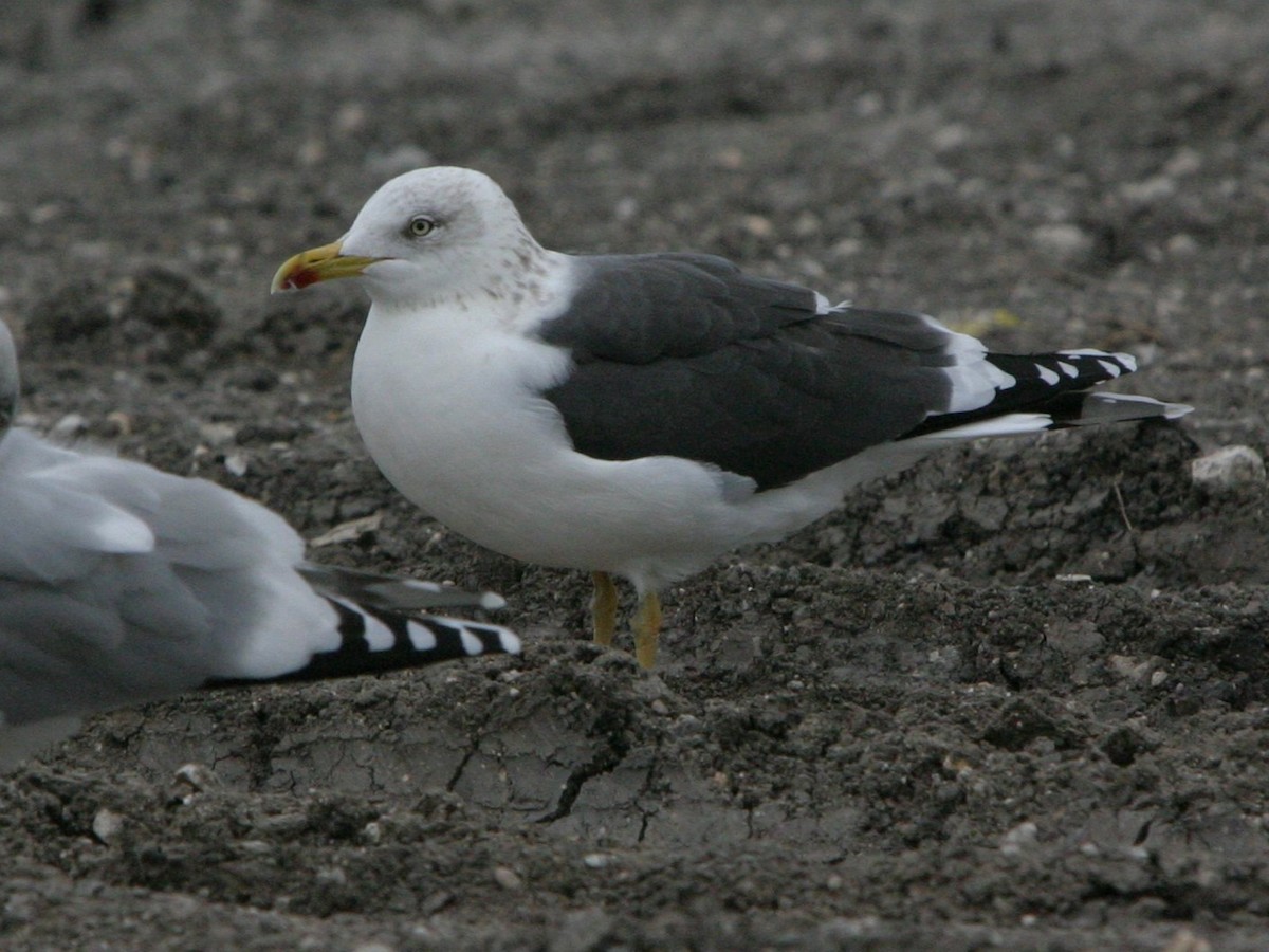 Lesser Black-backed Gull - ML642817070