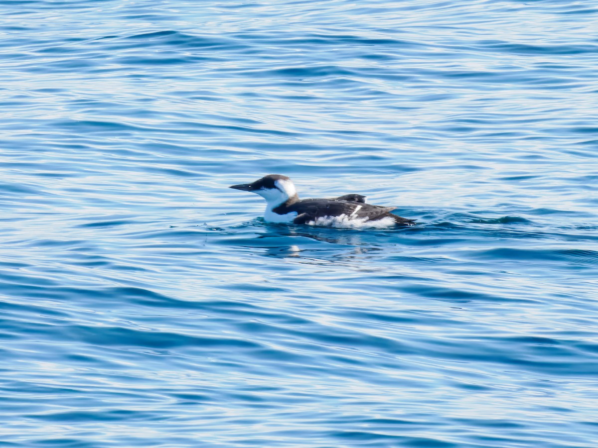 Common Murre - ML642817074