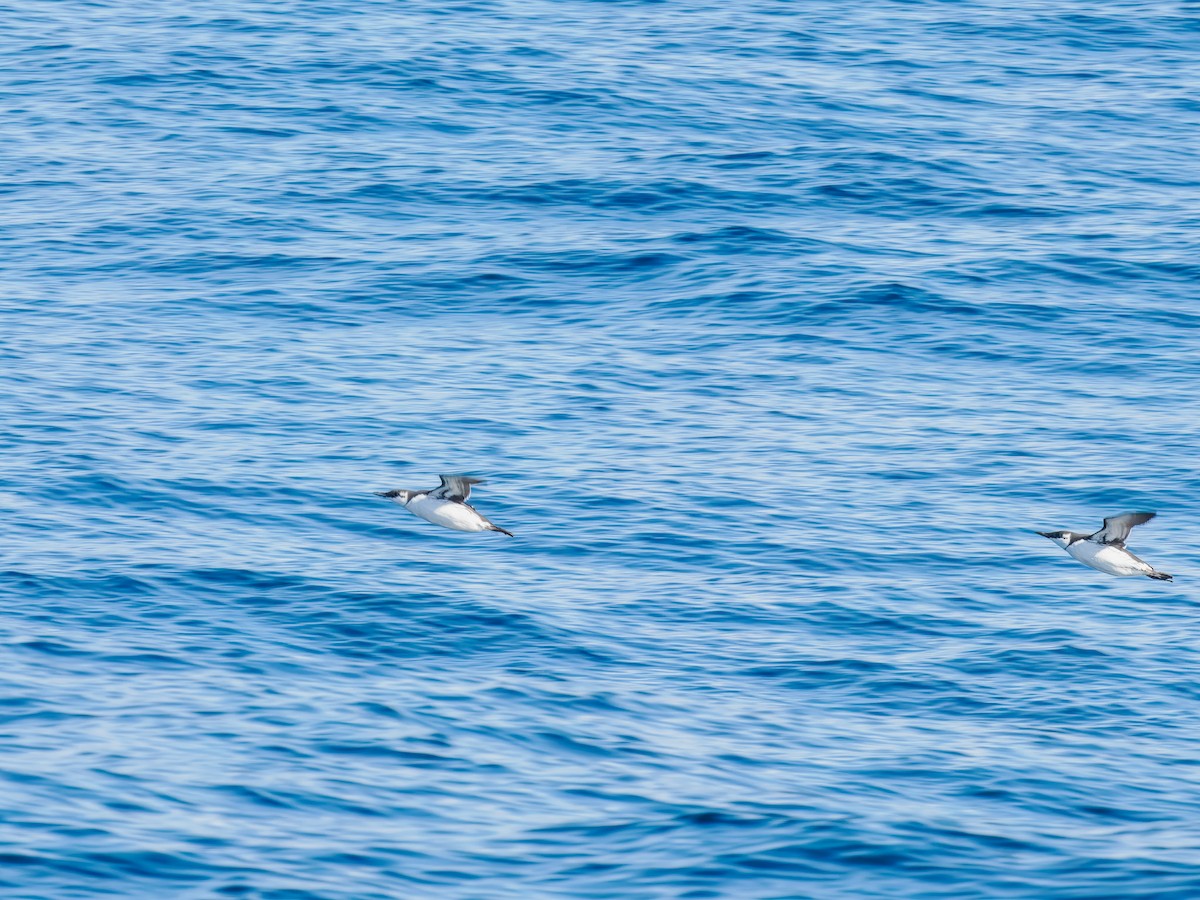 Common Murre - ML642817075