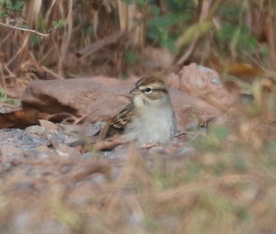 Chipping Sparrow - ML642817079
