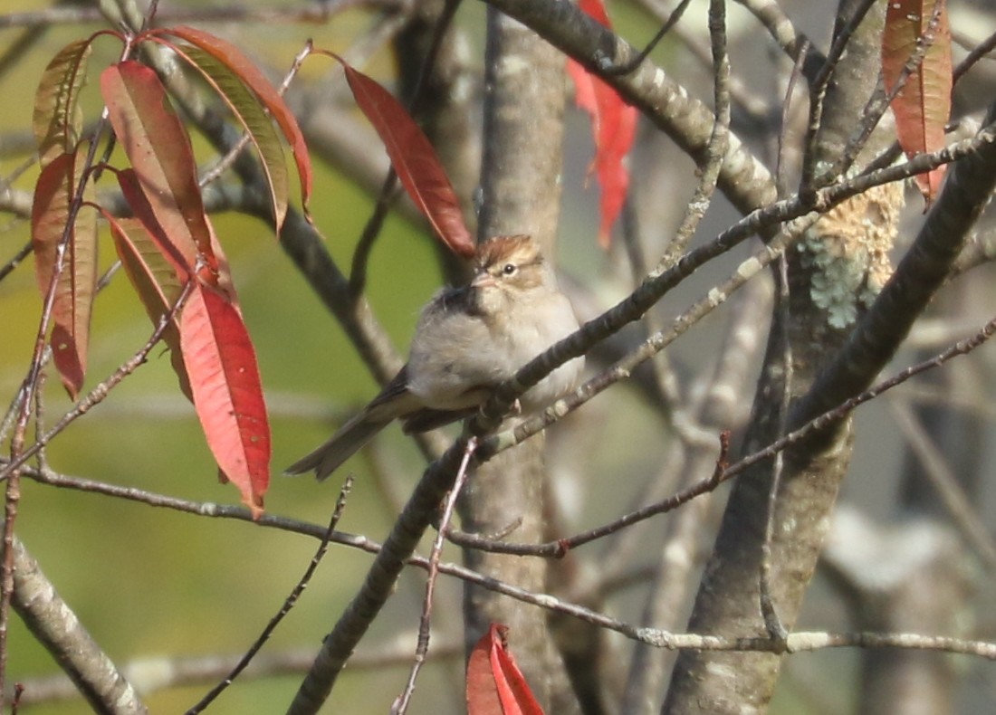 Chipping Sparrow - ML642817081
