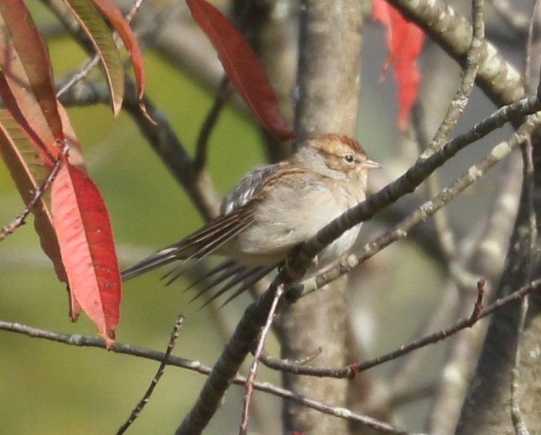 Chipping Sparrow - ML642817088