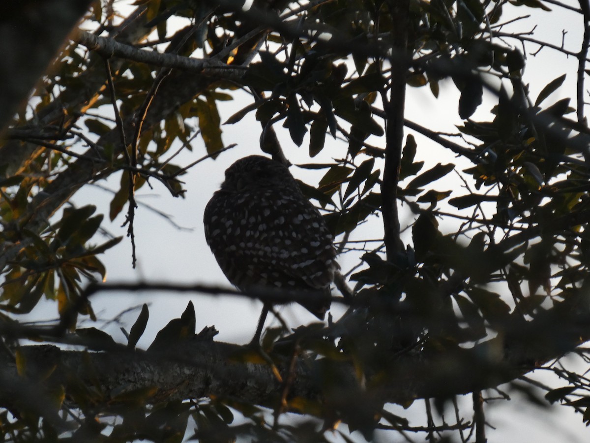 Burrowing Owl - ML642817090