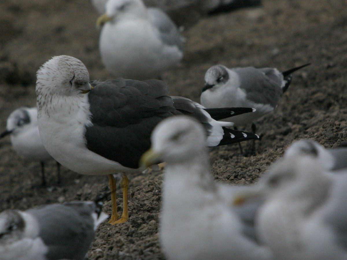 Lesser Black-backed Gull - ML642817093