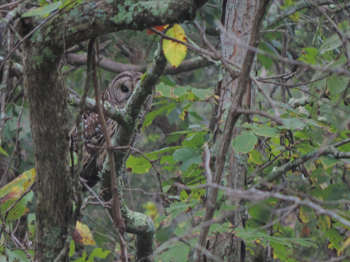 Barred Owl - ML642817098
