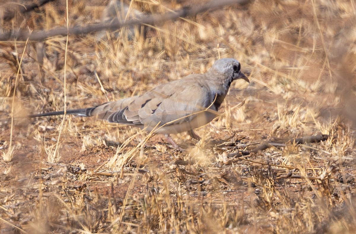 Namaqua Dove - ML642817099