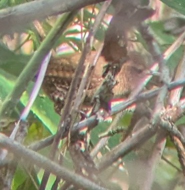 Winter Wren - ML642817102