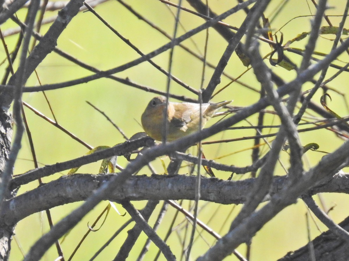 Connecticut Warbler - ML642817103