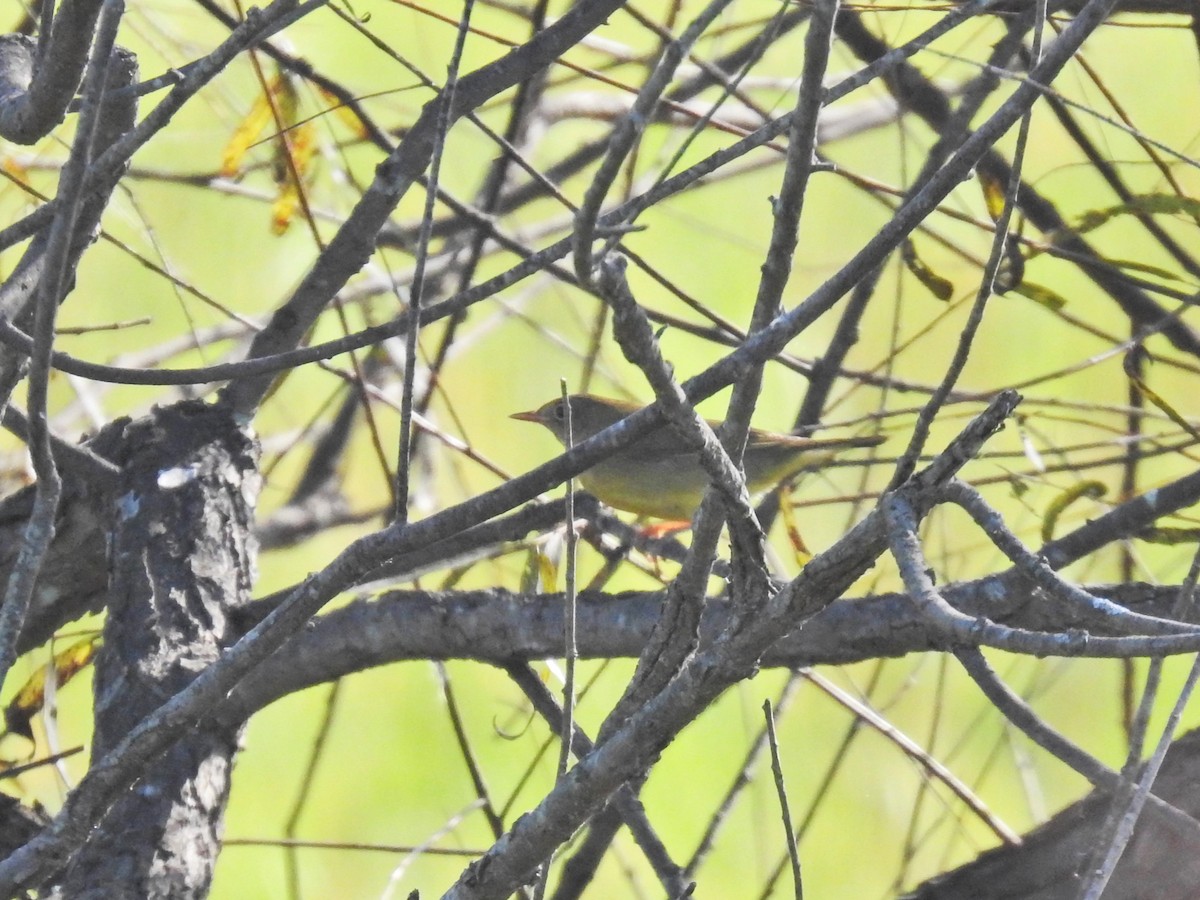 Connecticut Warbler - ML642817104