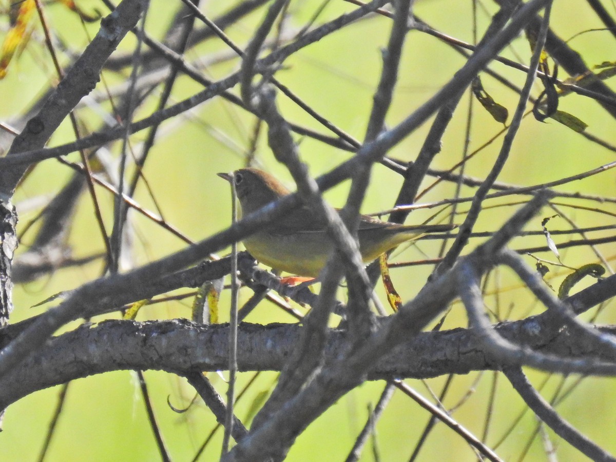 Connecticut Warbler - ML642817106