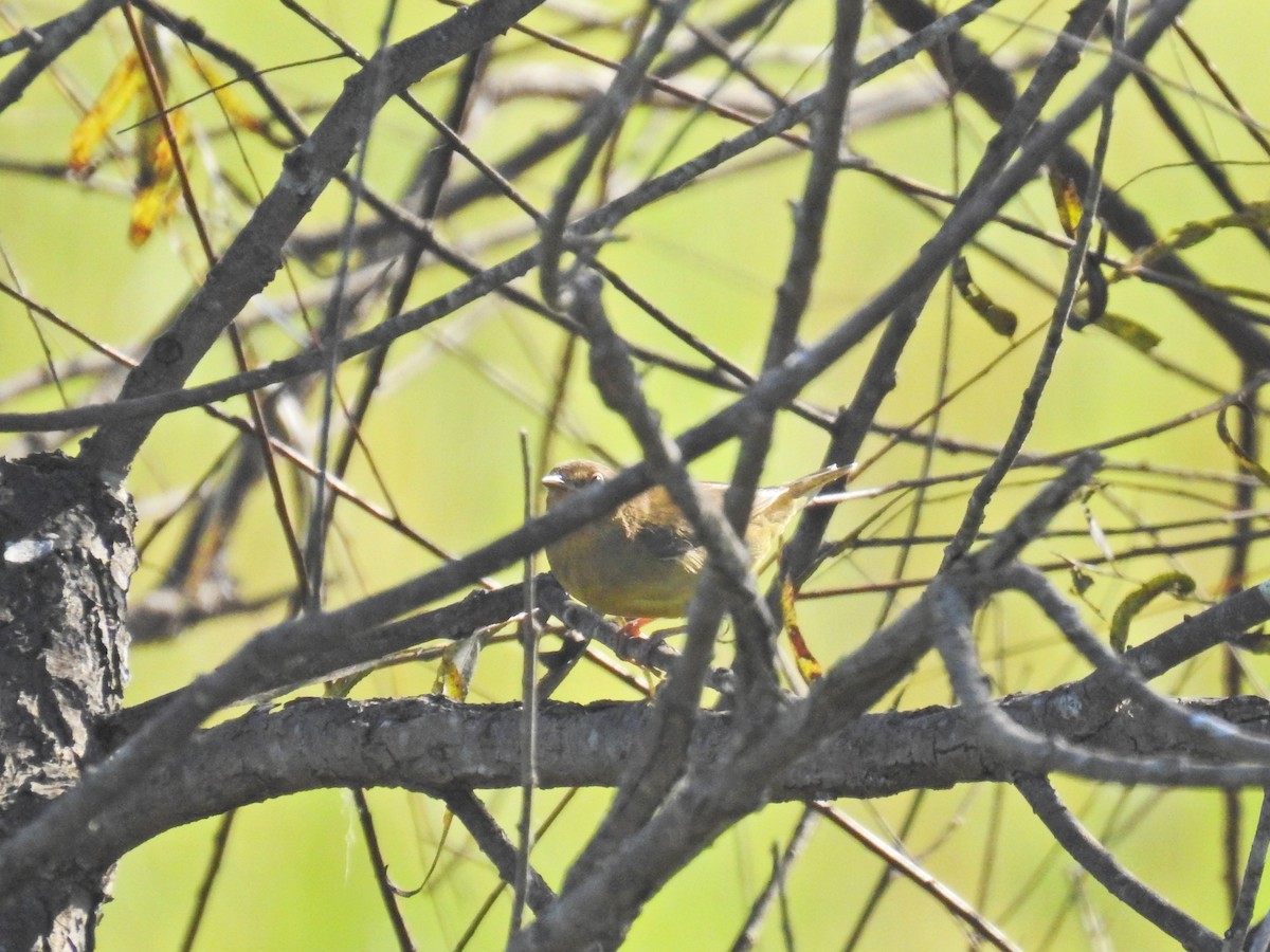 Connecticut Warbler - ML642817107