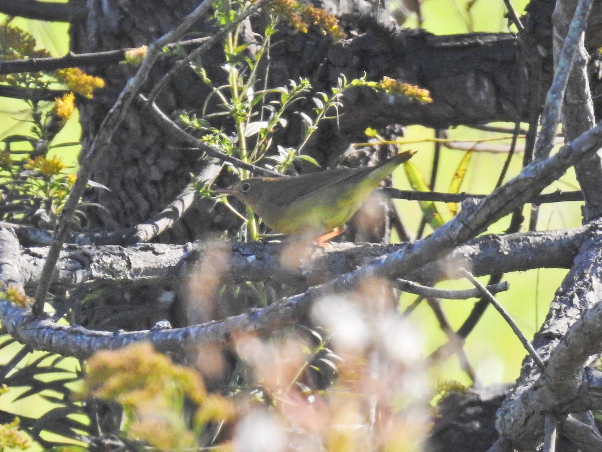 Connecticut Warbler - ML642817108