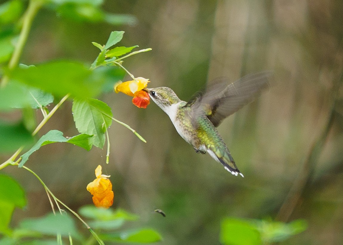 Ruby-throated Hummingbird - ML642817118