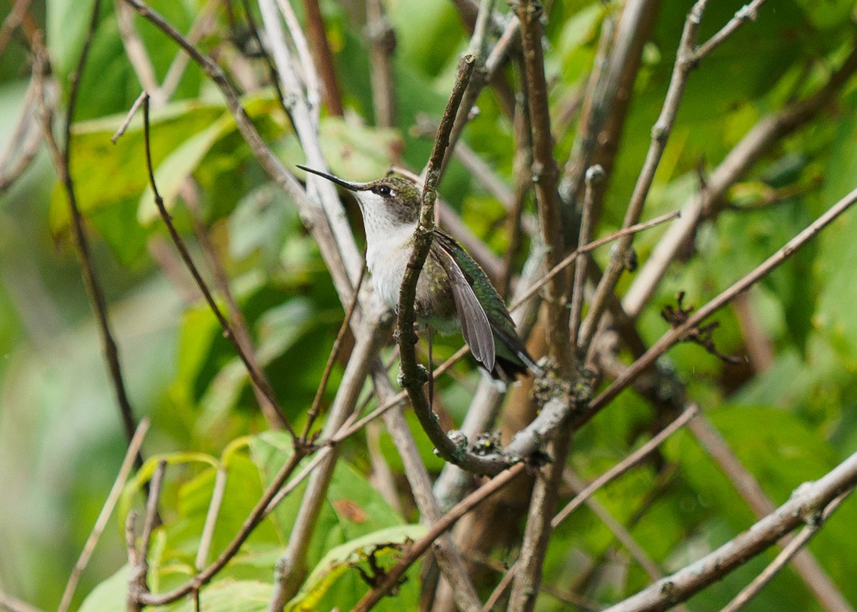 Ruby-throated Hummingbird - ML642817119