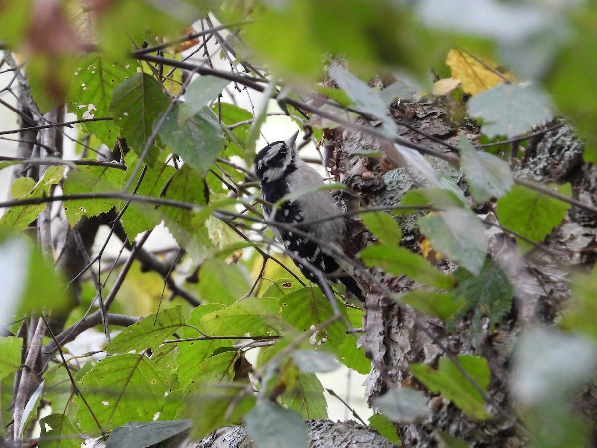 Downy Woodpecker - ML642817125