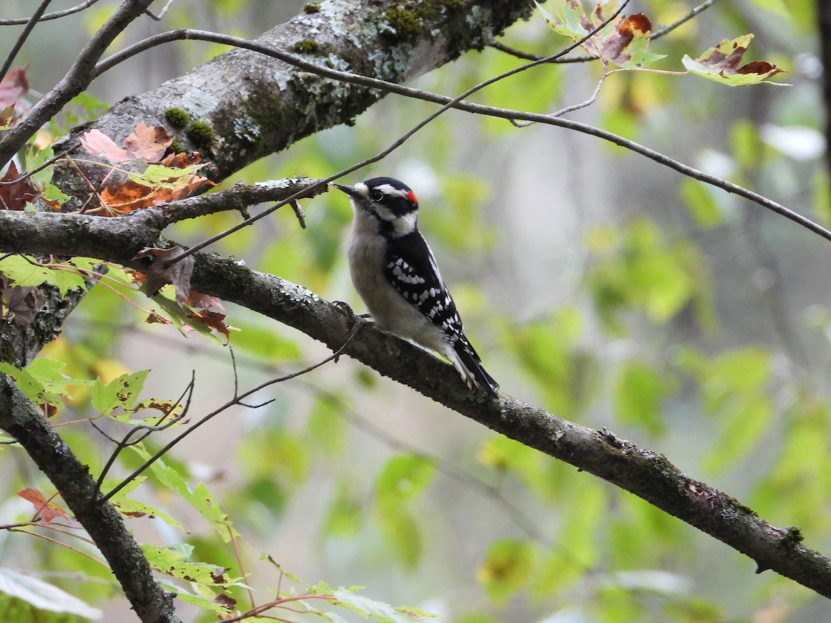 Downy Woodpecker - ML642817126