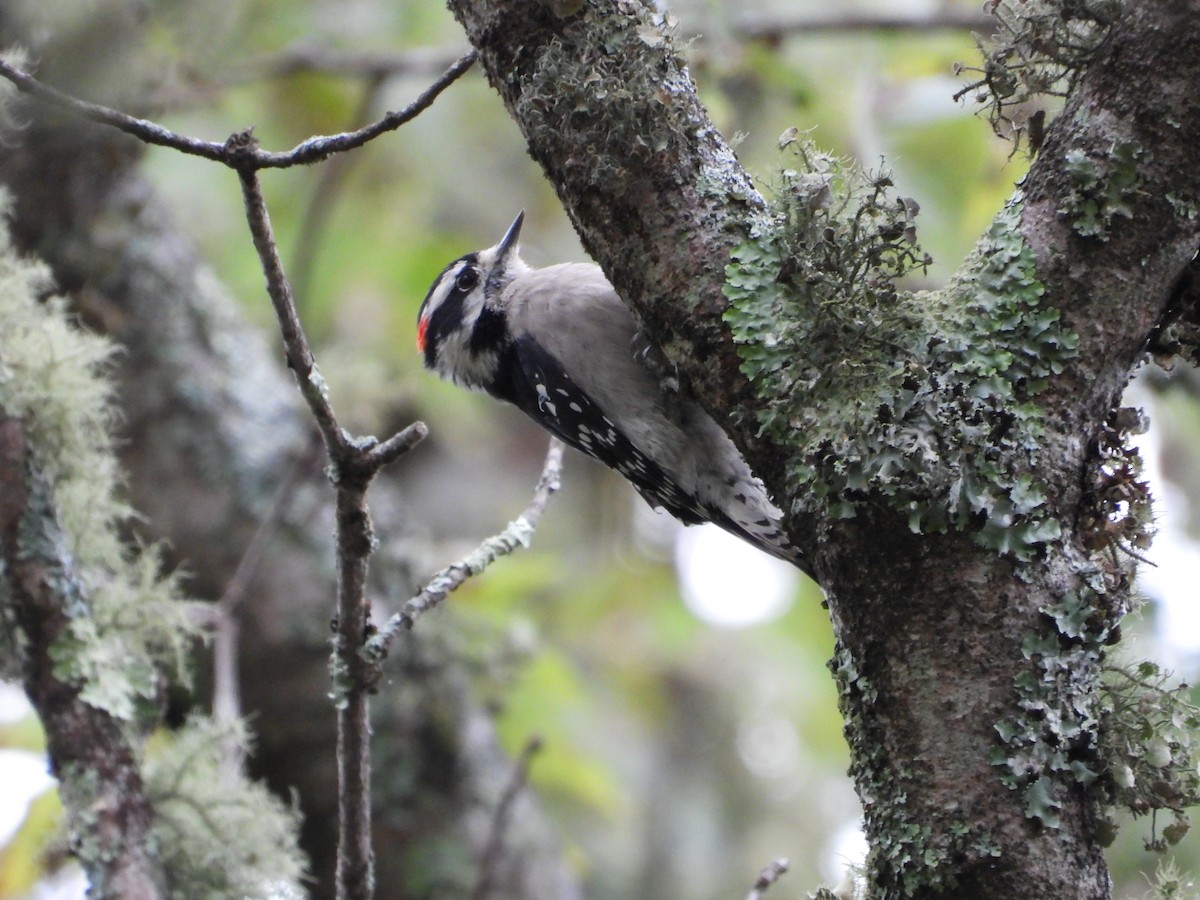 Downy Woodpecker - ML642817127