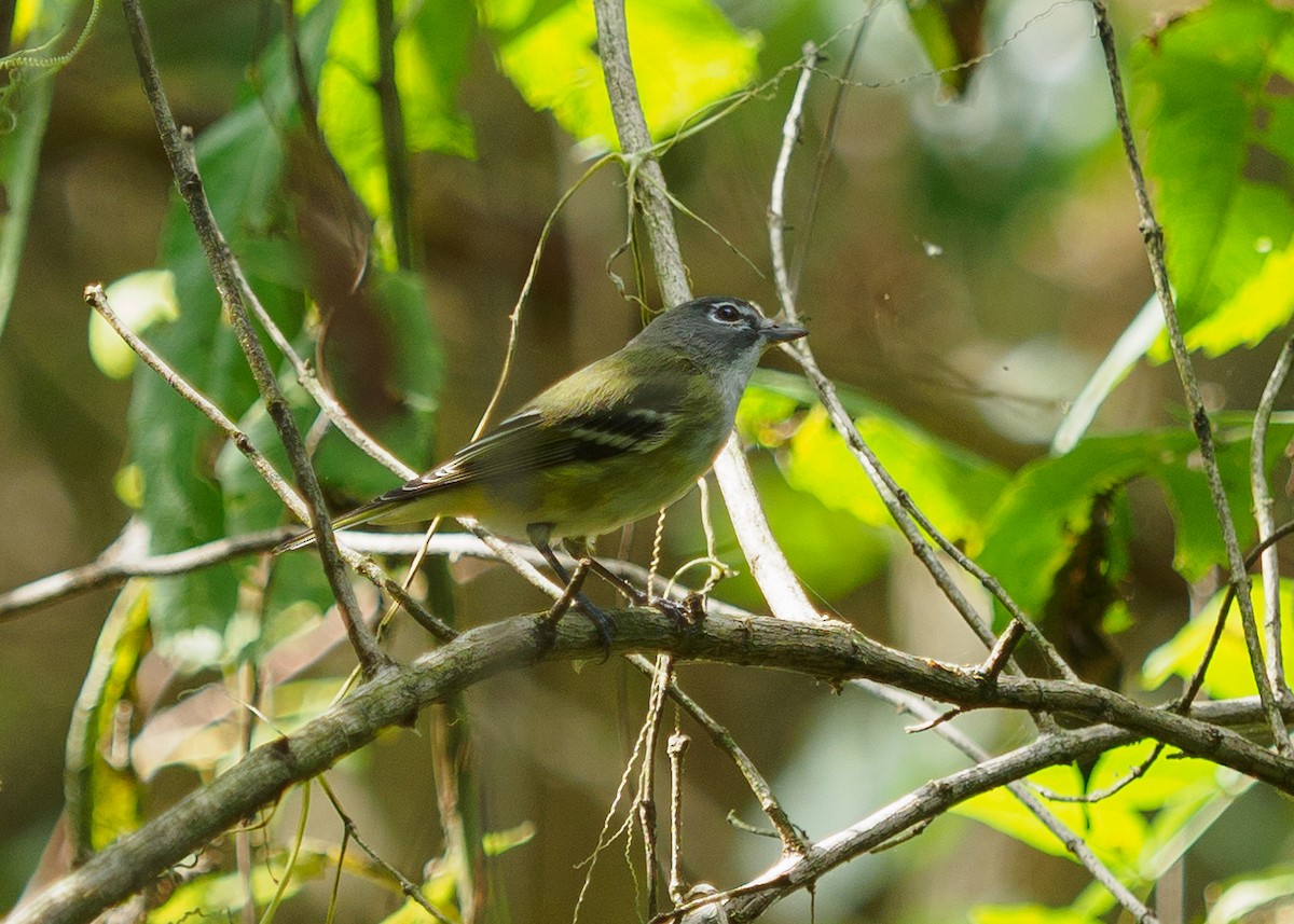 Blue-headed Vireo - ML642817137