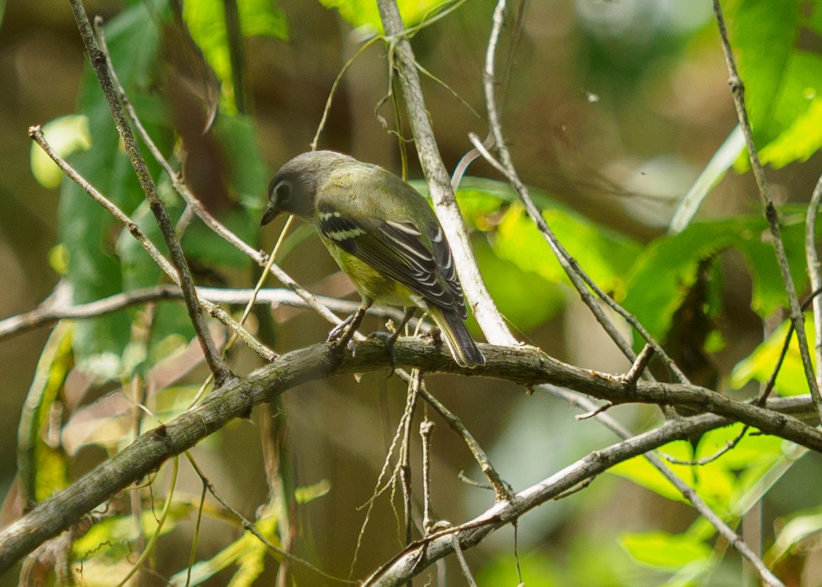 Blue-headed Vireo - ML642817138