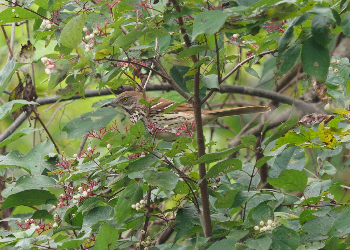 Brown Thrasher - ML642817147
