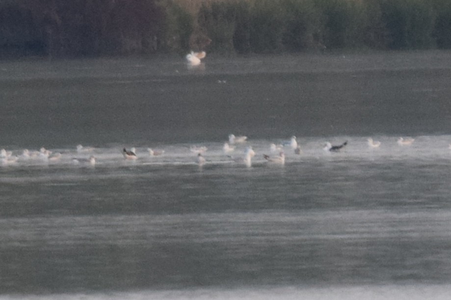 Lesser Black-backed Gull - ML642817166