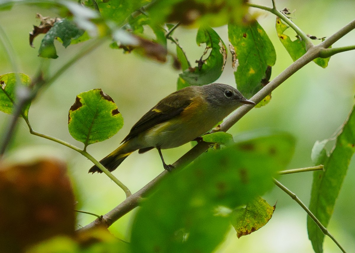 American Redstart - ML642817172
