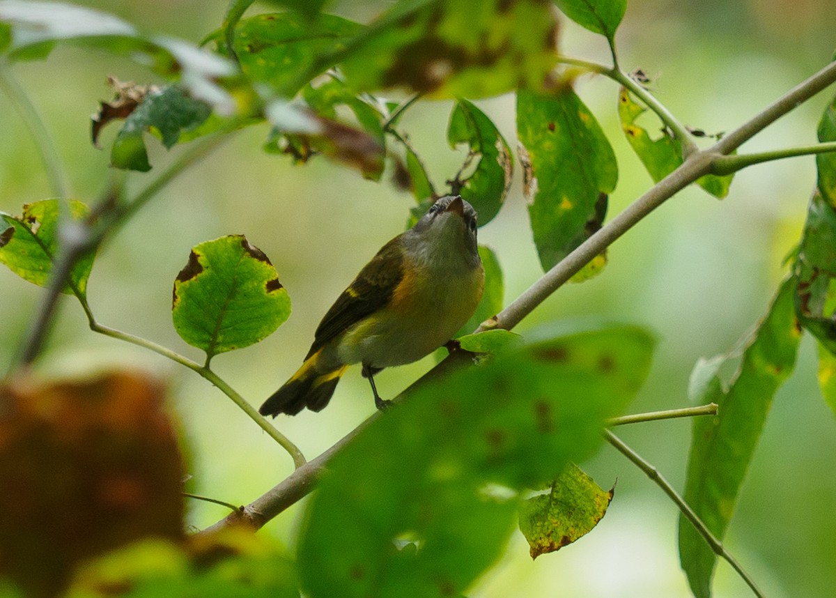 American Redstart - ML642817173
