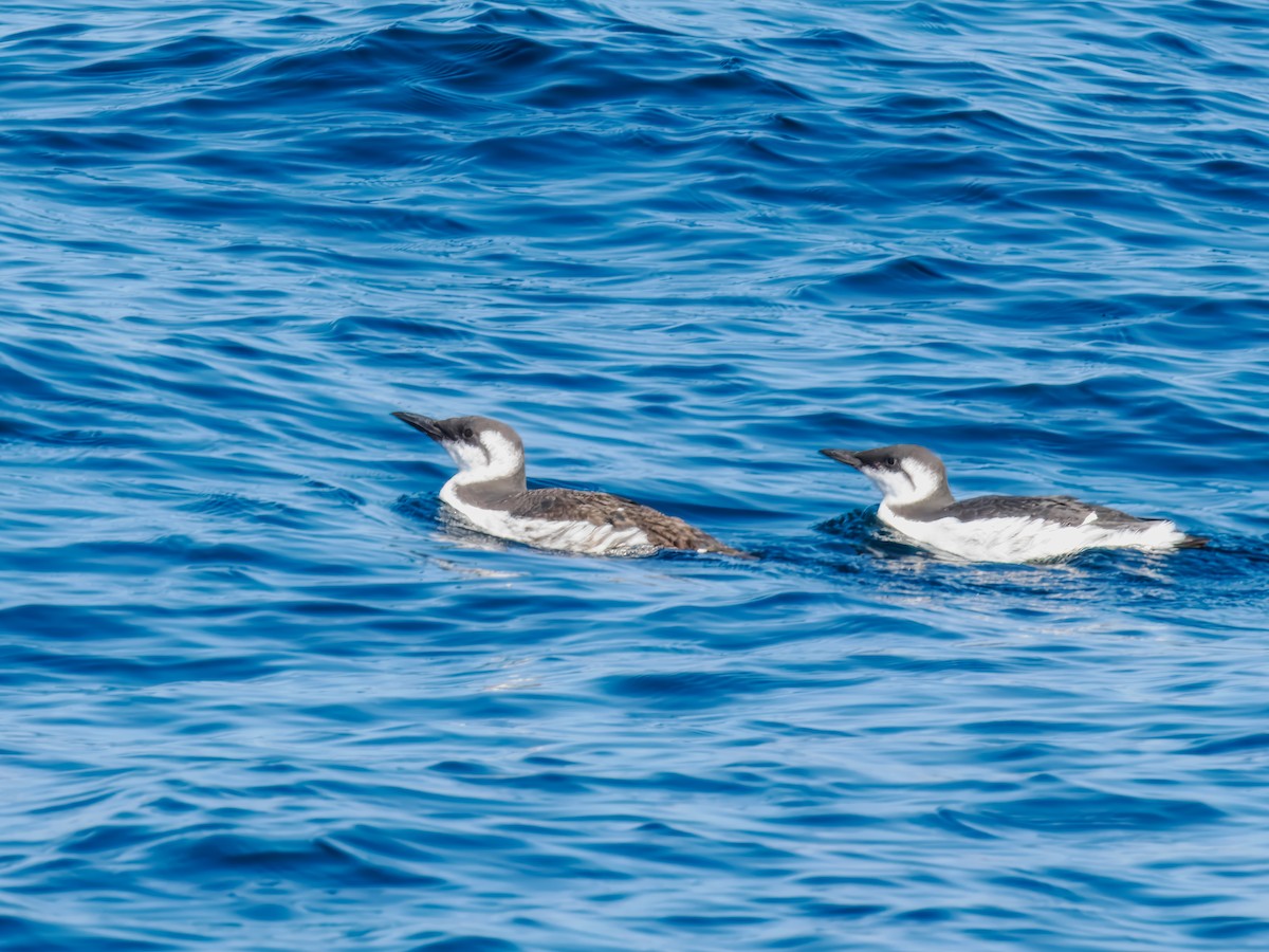 Common Murre - ML642817184