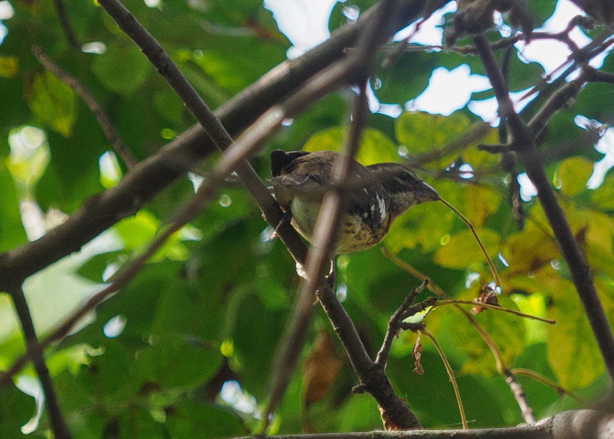 Rose-breasted Grosbeak - ML642817185