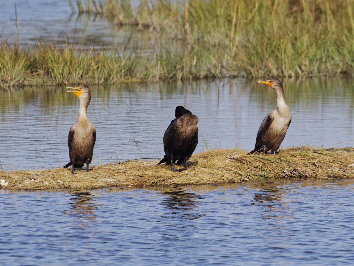 Double-crested Cormorant - ML642817187